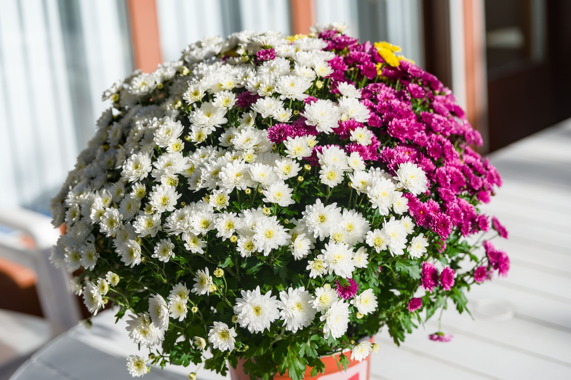 Colorful chrysanthemum flowers in full bloom under sunlight, showcasing nature's beauty.