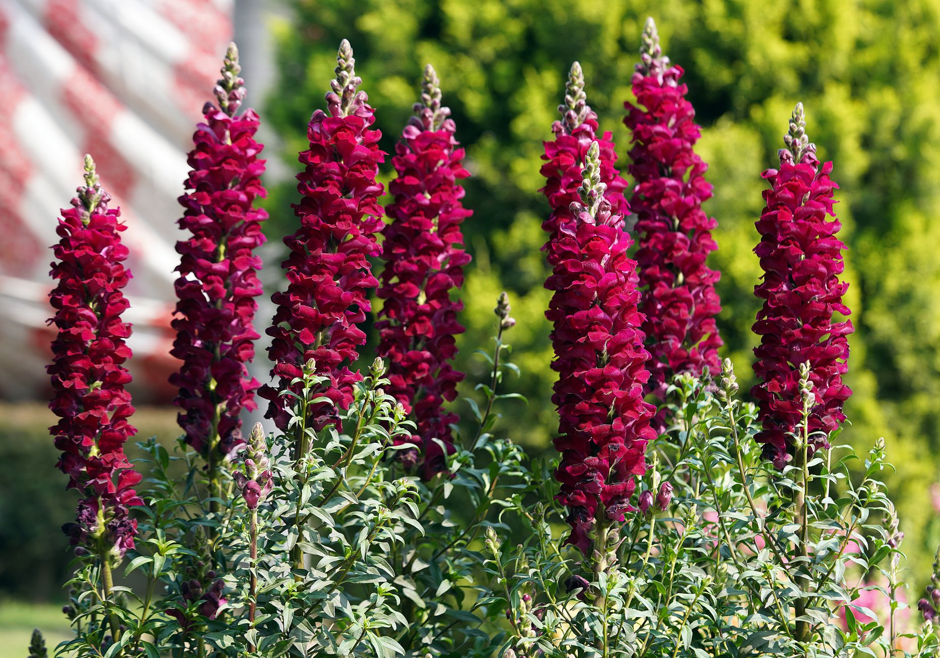 Bright red snapdragons in full bloom with lush green foliage outdoors.