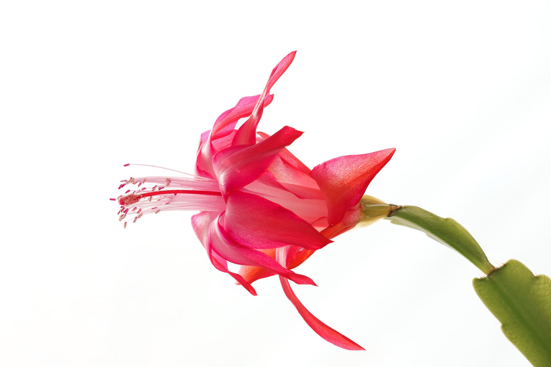 A striking close-up of a vibrant red Christmas cactus flower against a white background.