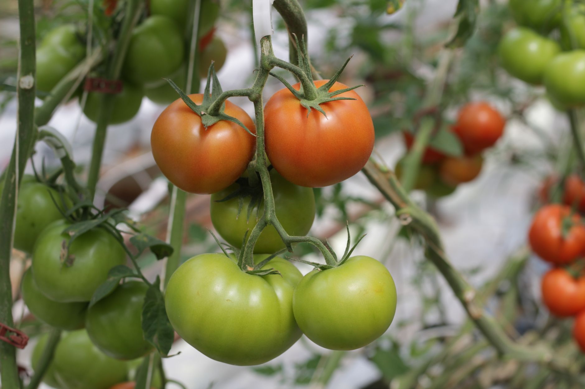 Vibrant tomatoes growing on the vine, showcasing the transition from green to ripe red.