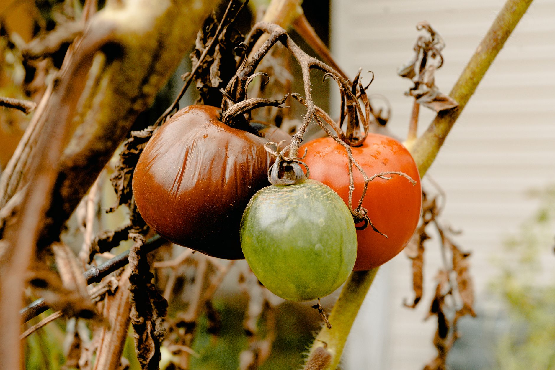 A close-up of ripe and unripe tomatoes hanging on a withered vine outdoors.