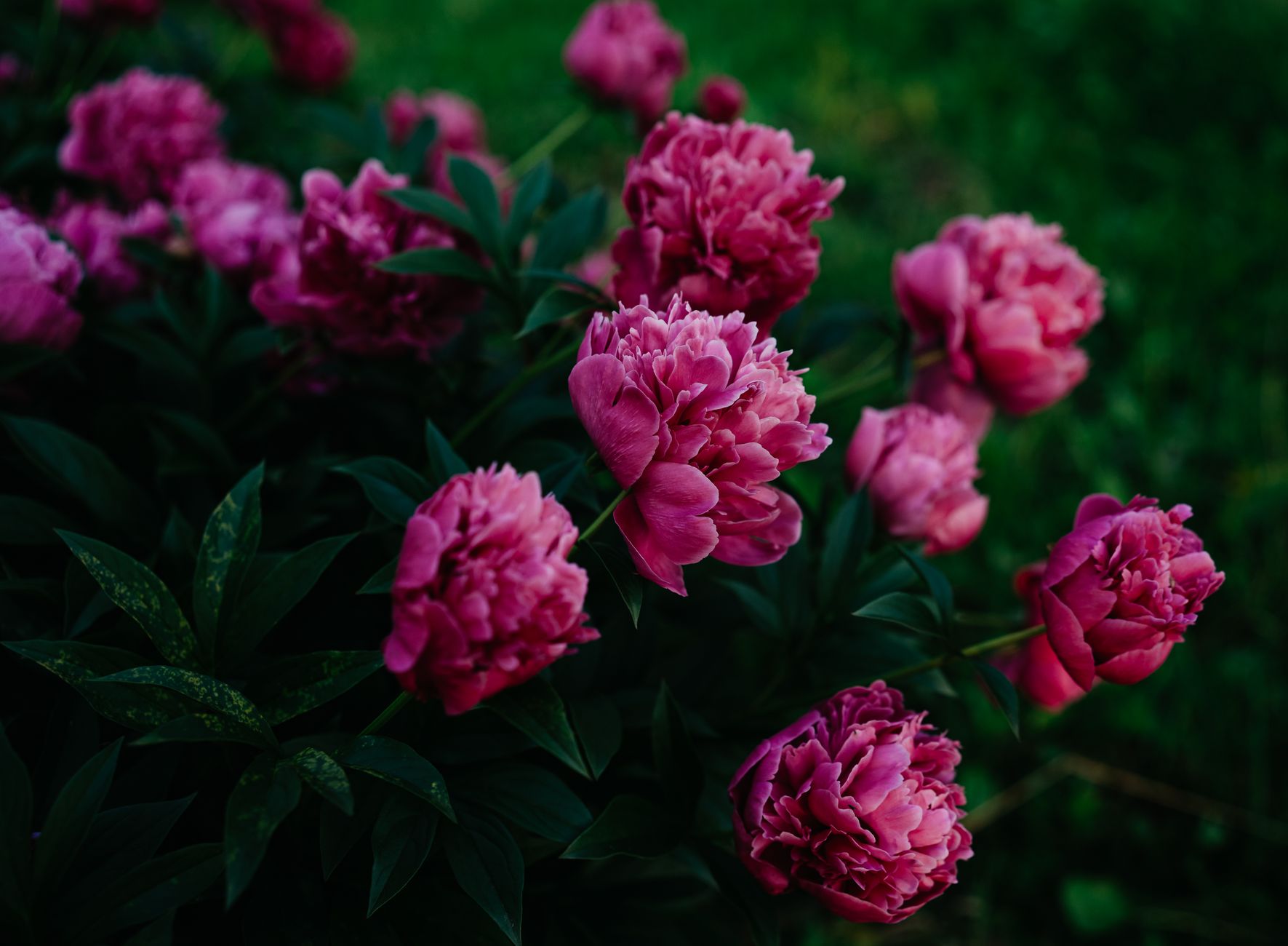 A lush cluster of vibrant pink peonies blooming outdoors, showcasing lush green foliage.
