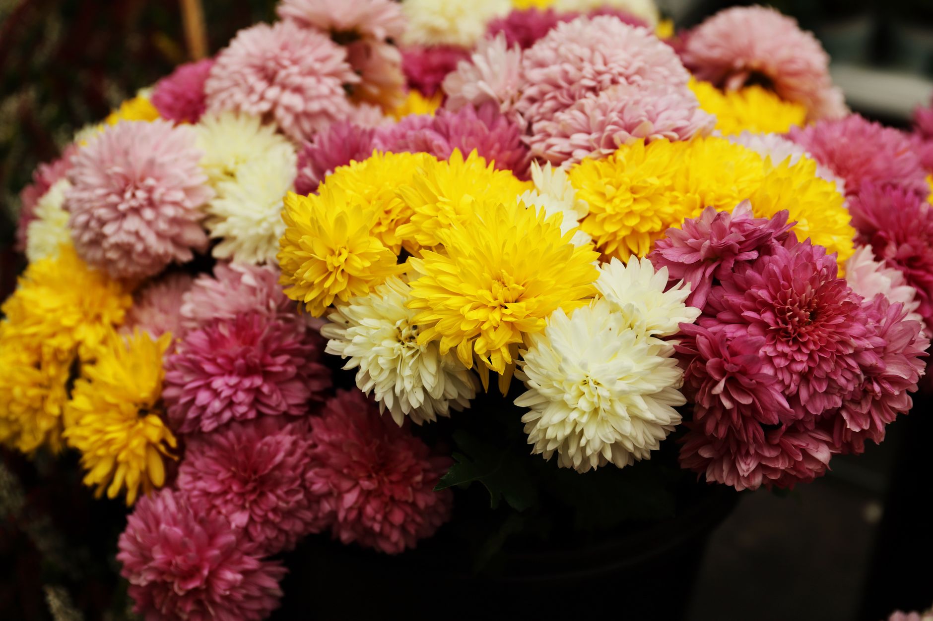 Bright and colorful chrysanthemum flowers in a garden setting, showcasing autumn's beauty.