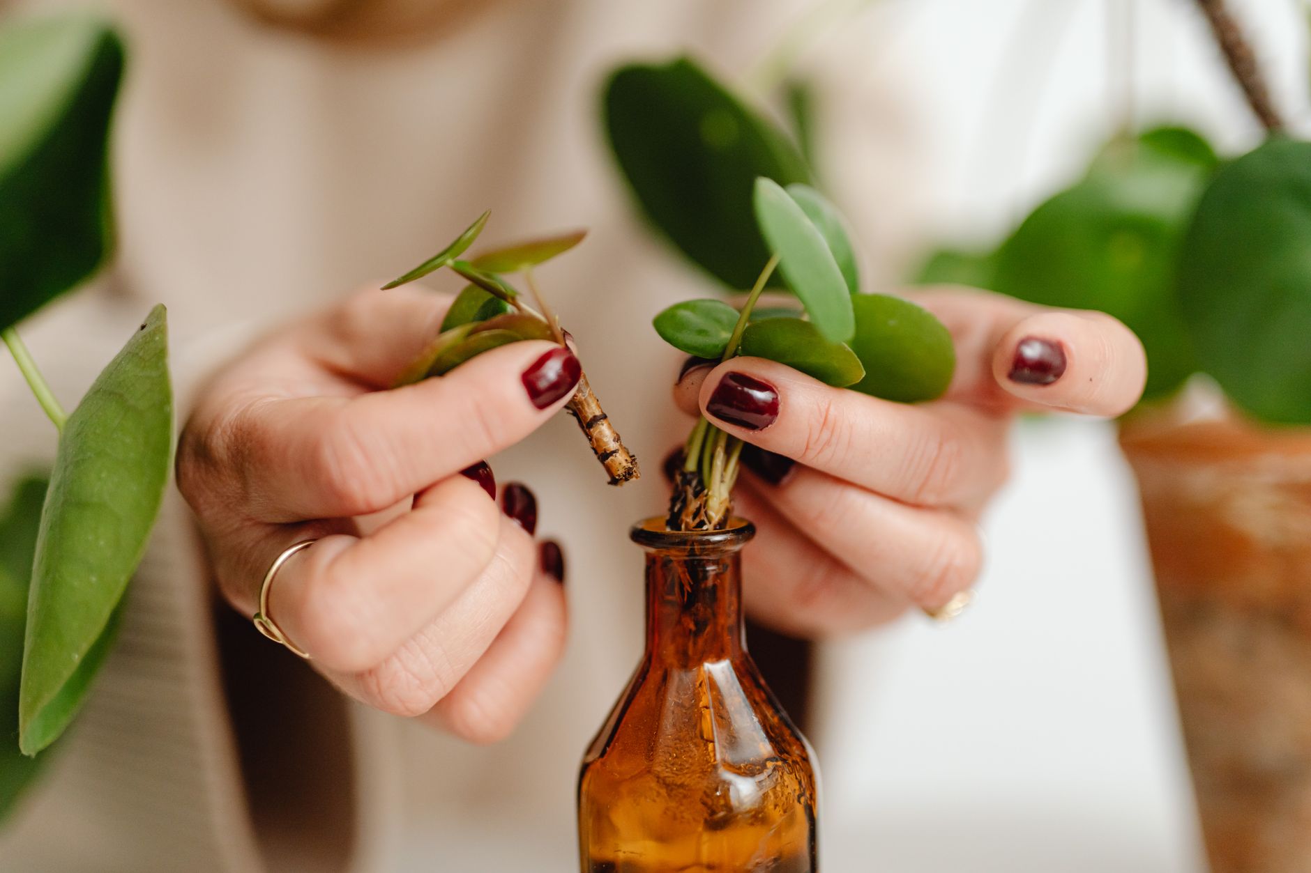 Close-up of hands handling plant cuttings in a brown bottle with green leaves. Indoor gardening scene.