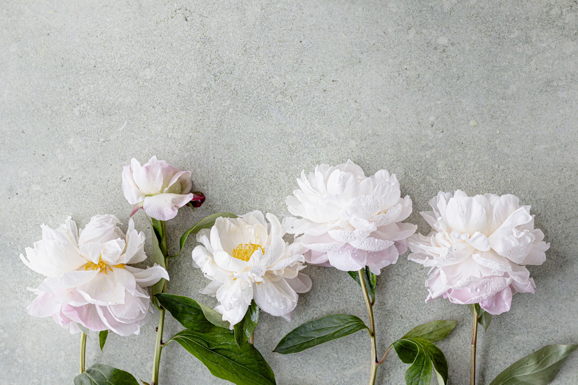 A row of white peonies with lush green leaves on a textured surface, showcasing natural beauty.