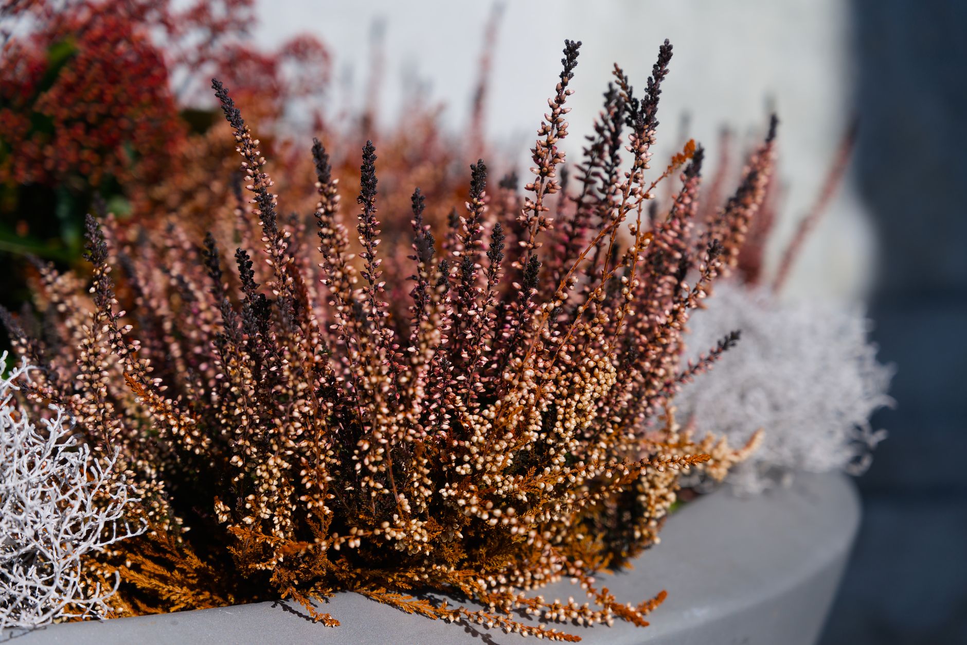 Colorful heather plants in full autumn bloom, beautifully arranged in a decorative outdoor planter.