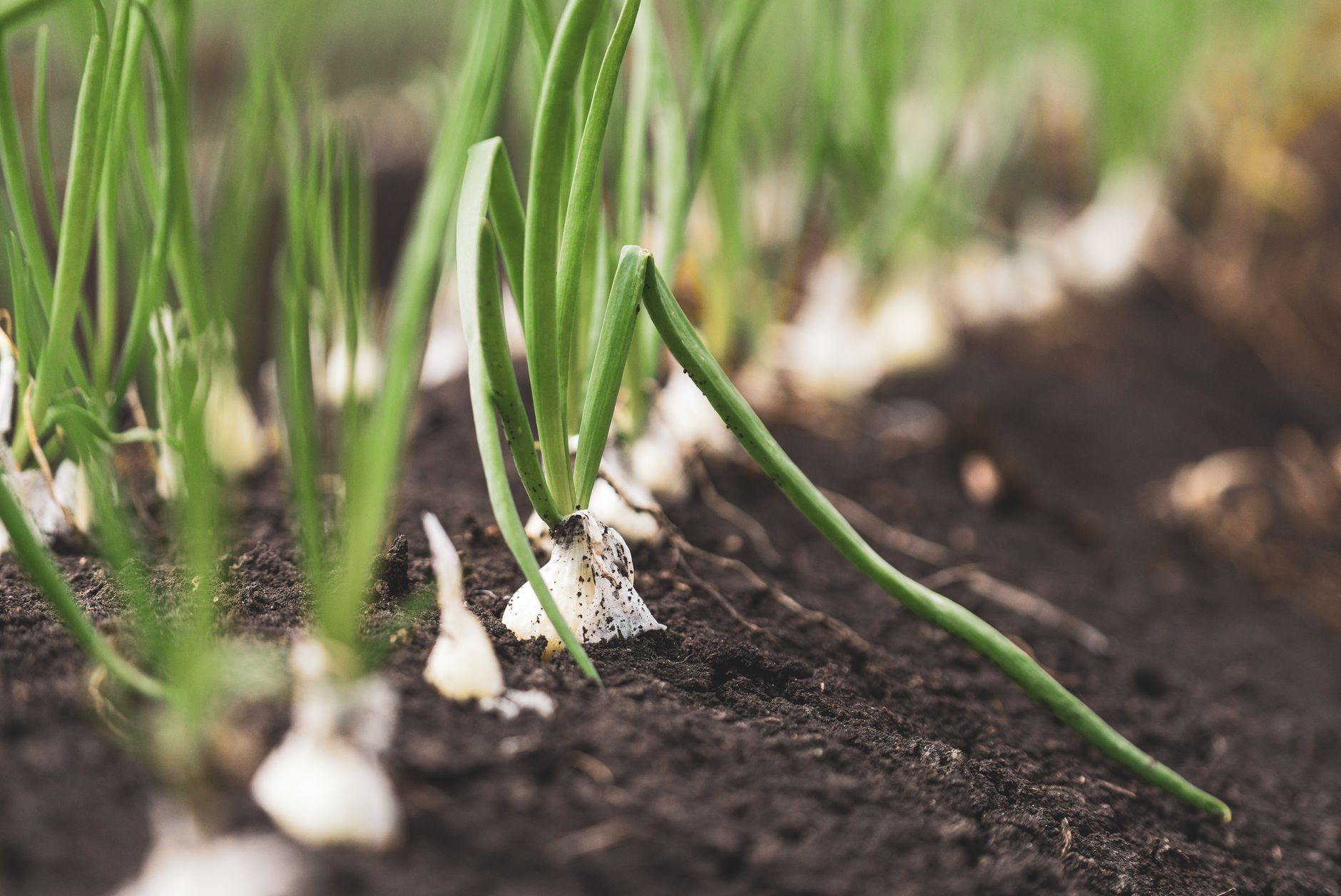 Fresh onion plants growing in dark, rich soil, showcasing vibrant green leaves and healthy growth.