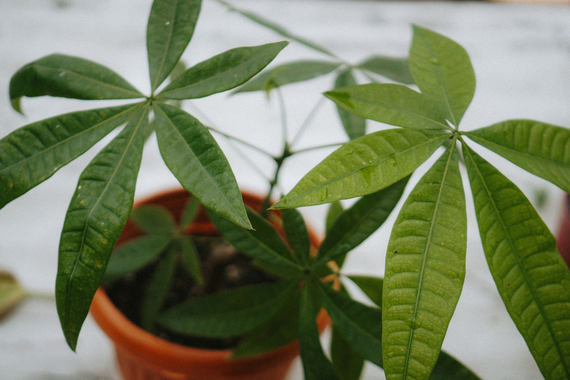 Vibrant close-up of a Malabar Chestnut plant in a terracotta pot showcasing lush green leaves.