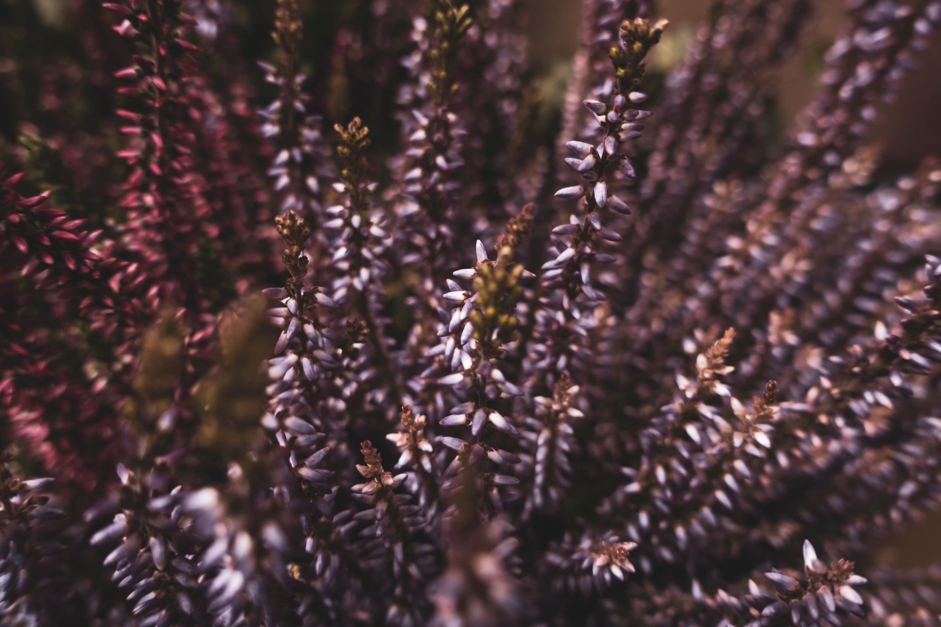 Capture of colorful heather plants showcasing vibrant pink and purple blooms.