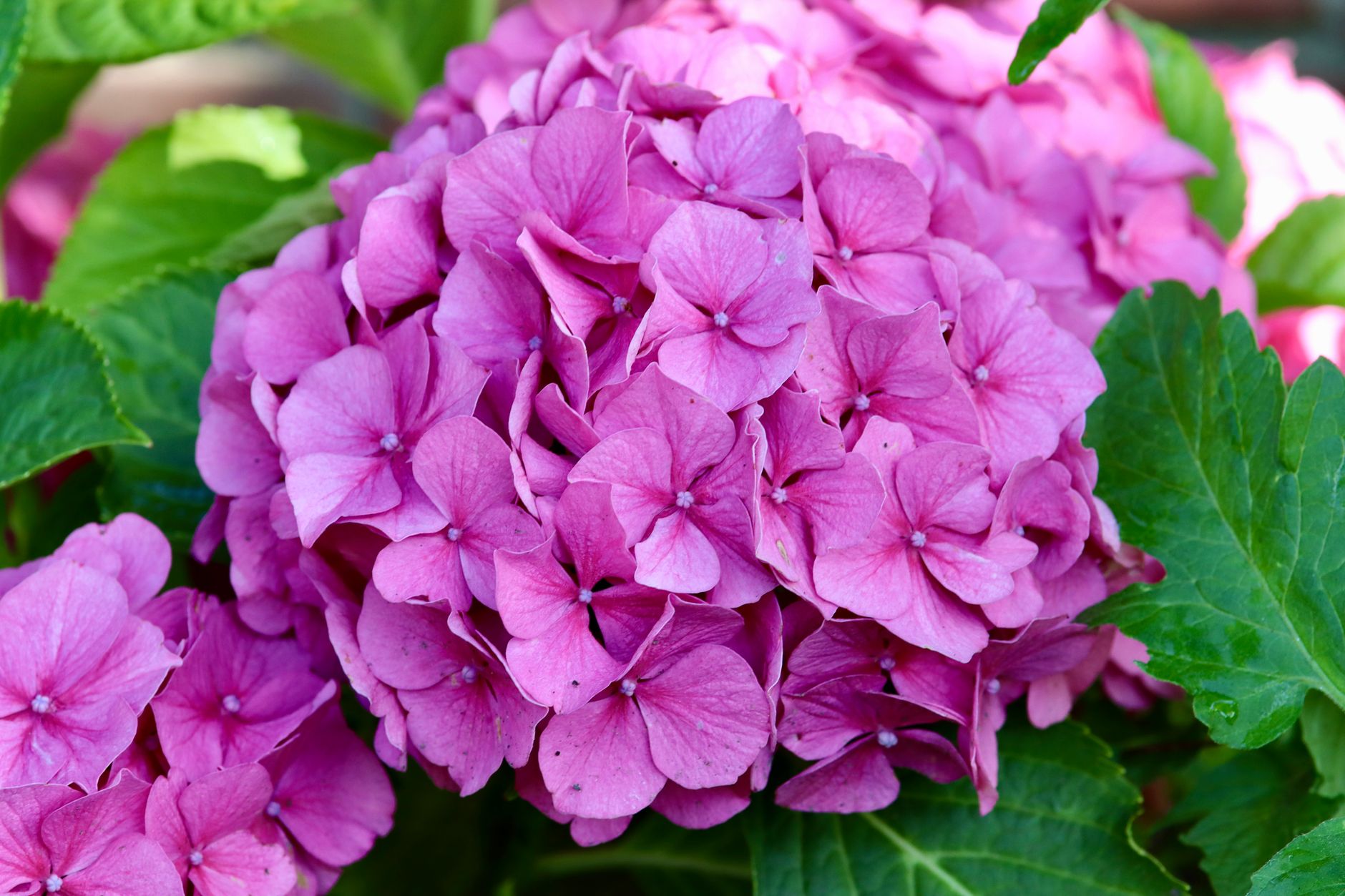 Close-up of lush pink hydrangea flowers showcasing their vibrant summer beauty.