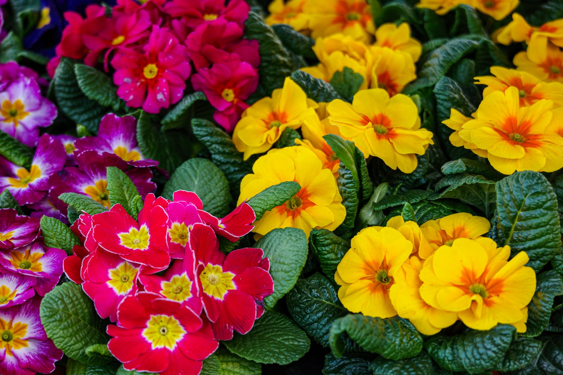 Colorful primrose flowers in full bloom, showcasing vibrant reds, yellows, and purples, captured in Coesfeld, Germany.