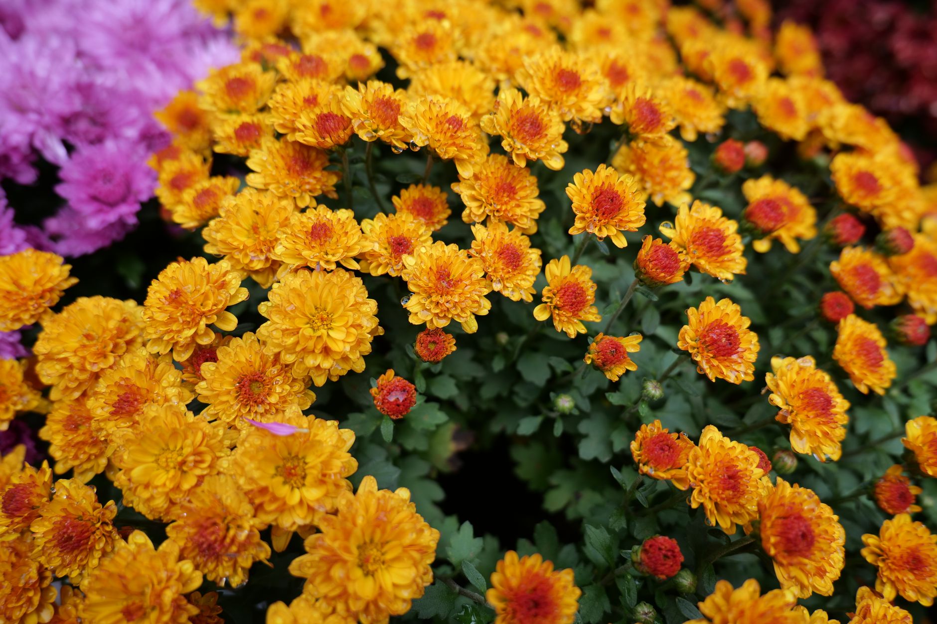 Bright orange and pink chrysanthemums in bloom, perfect for autumn decor.