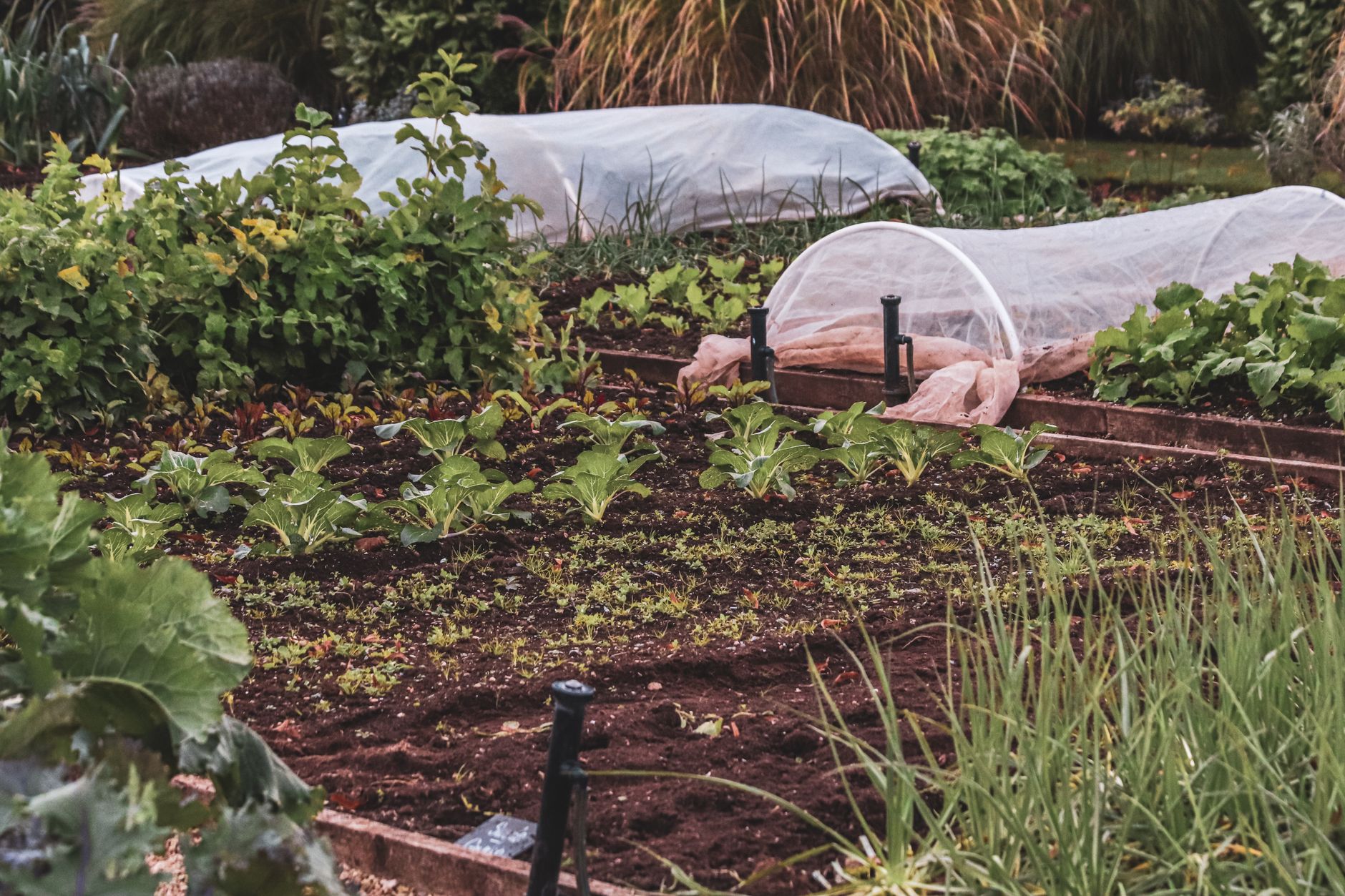 Thriving vegetable garden featuring protective covers and lush plants.