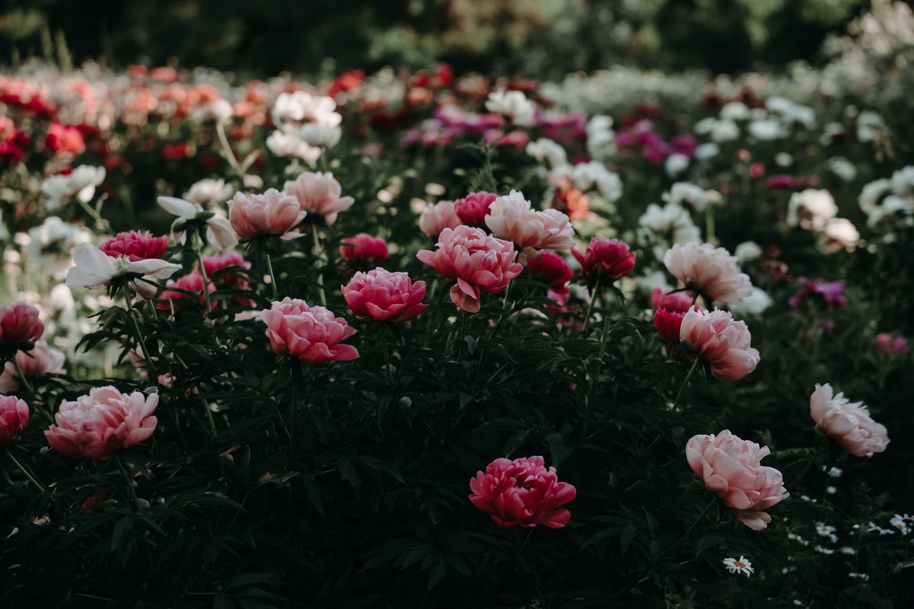 A serene image of a peony garden in full bloom, showcasing vibrant pink and white flowers.