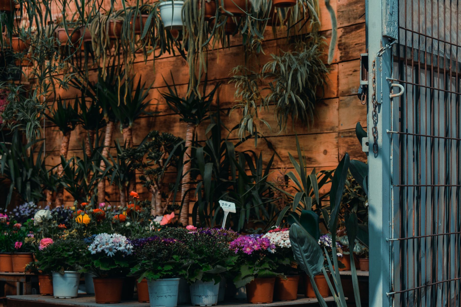 A vibrant display of various potted plants and flowers in an indoor retail setting, showcasing lush greenery.