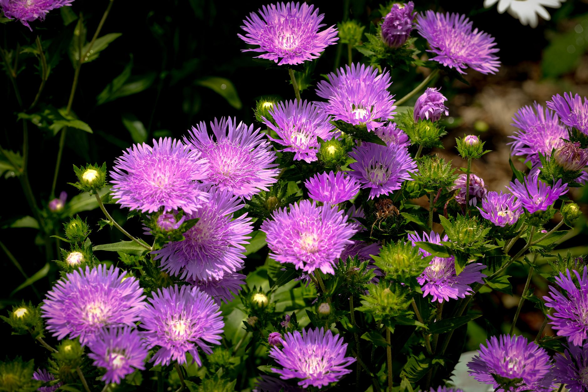 Vibrant purple asters blooming in a lush garden setting, captured in natural sunlight.