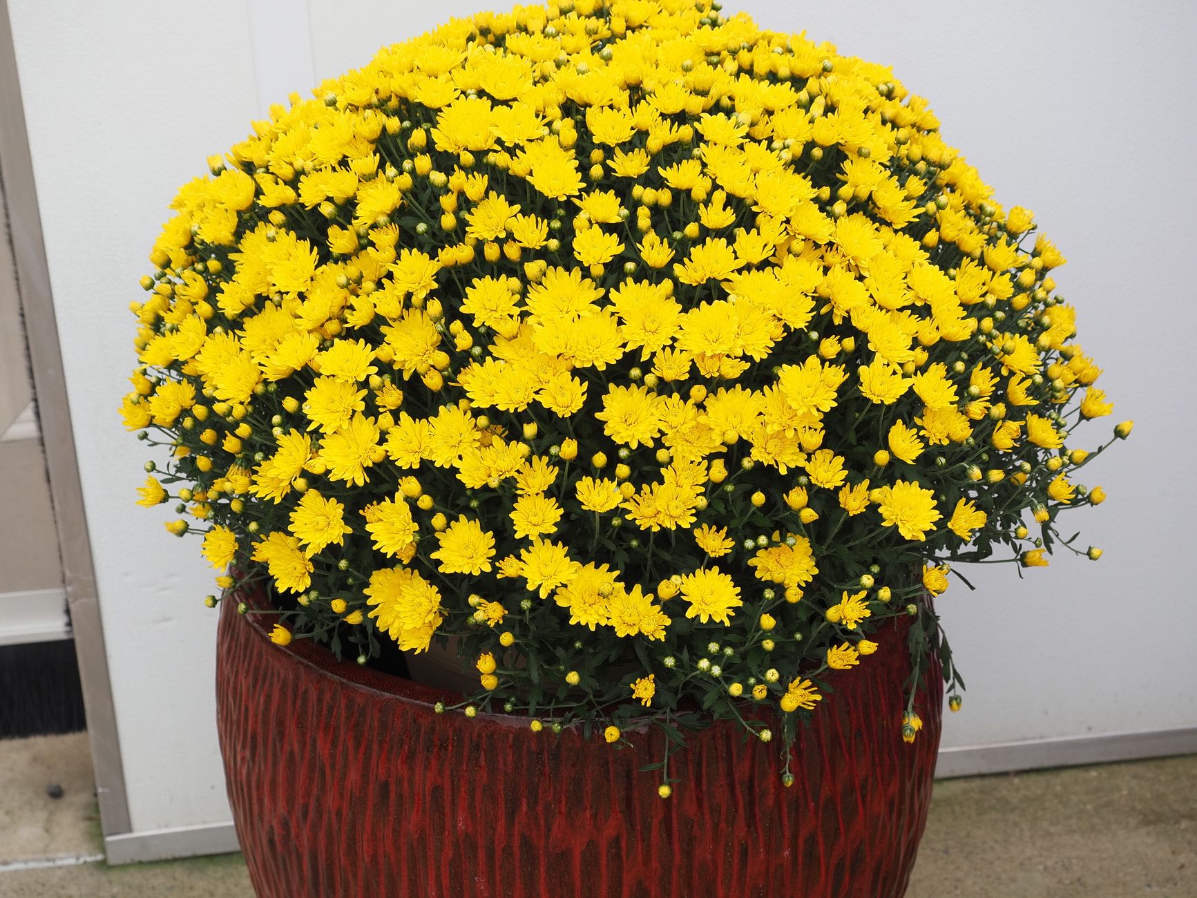 Bright yellow chrysanthemums in a red pot against a neutral background. Perfect for fall decor inspiration.