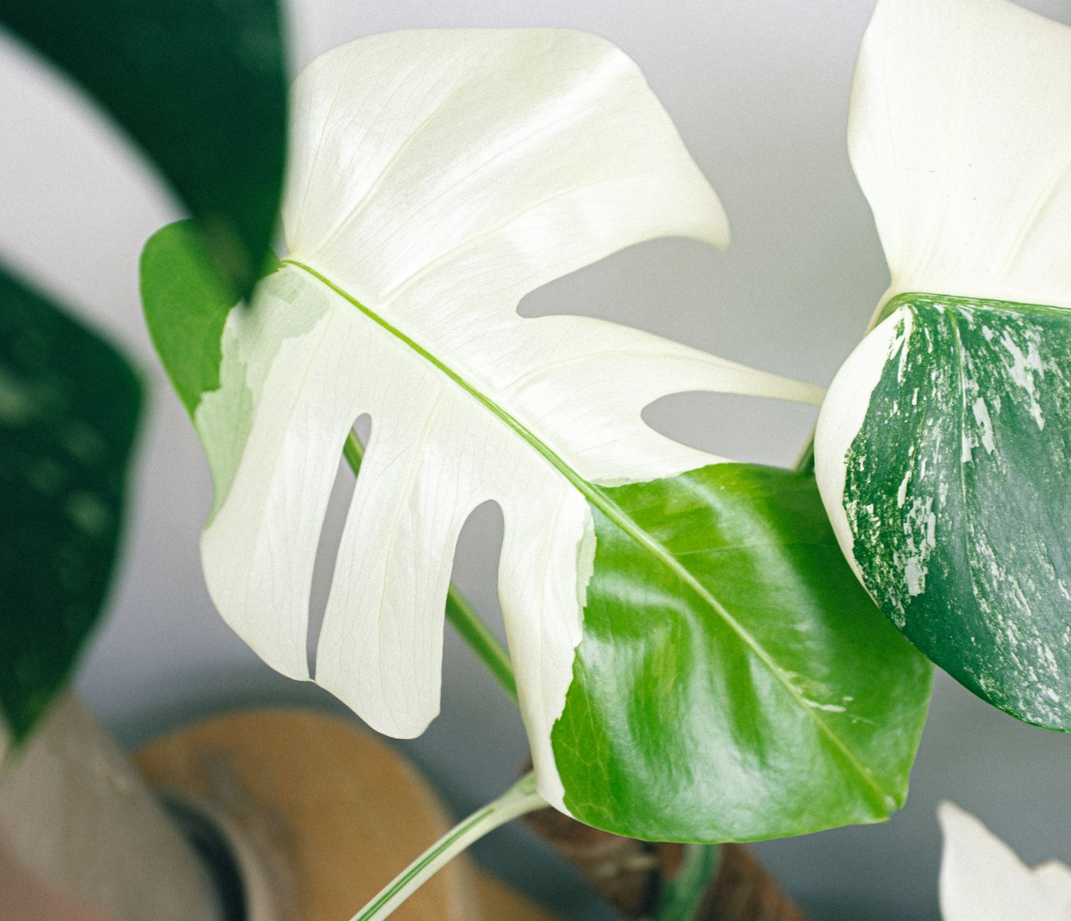 Close-up of variegated Monstera leaves showcasing vibrant green and white foliage.