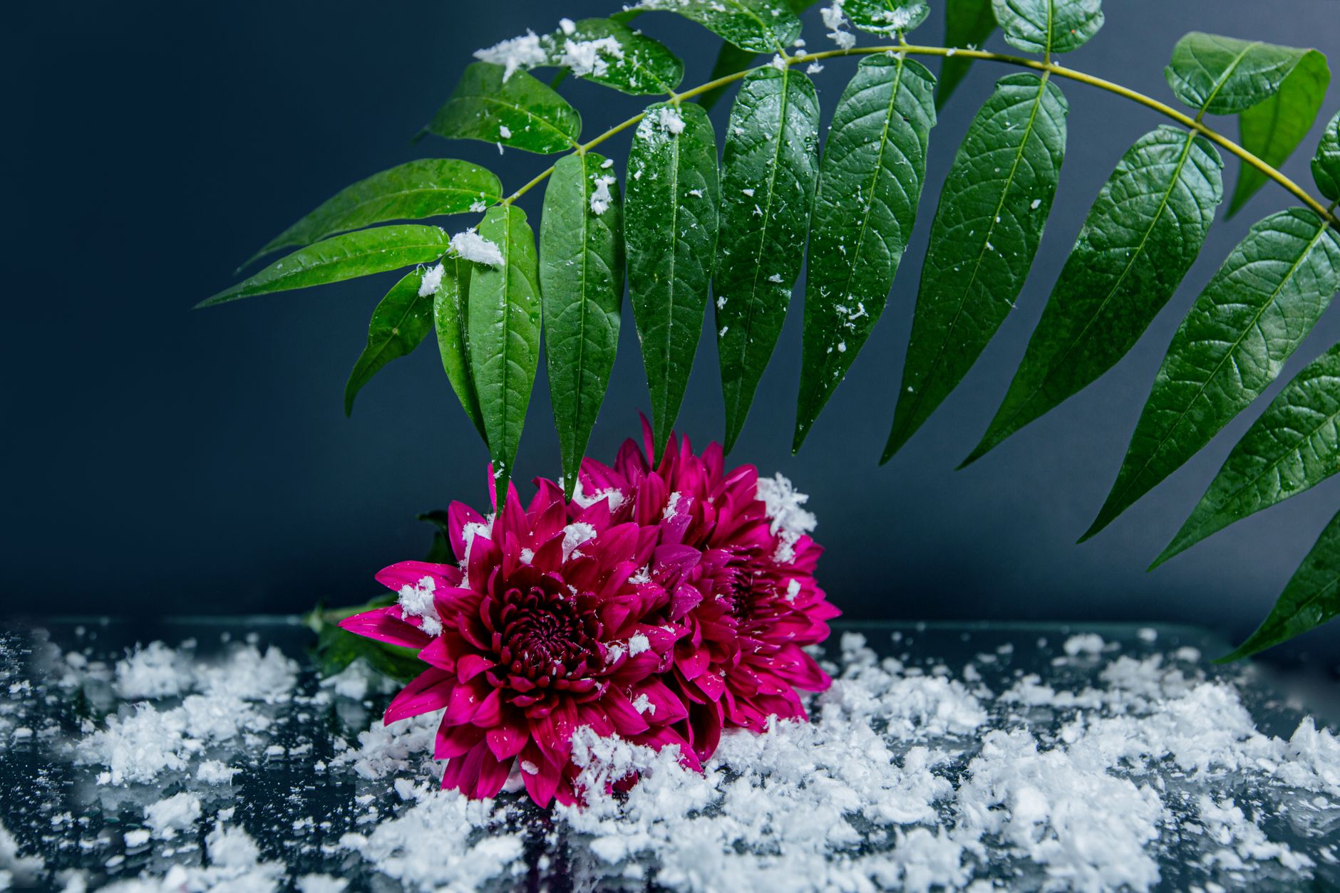 Stem of green leaves in vase and bunch of fragrant fuchsia Dahlia flowers arranged on table covered with snowflakes against gray background