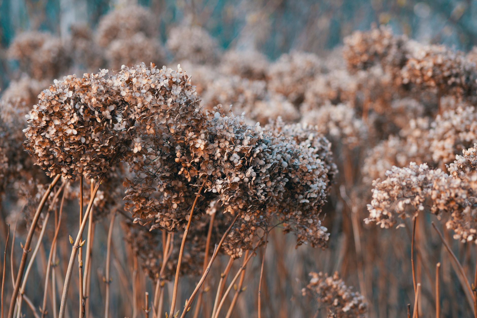 Beautiful withered hydrangeas captured in the soft autumn light, highlighting their intricate textures.