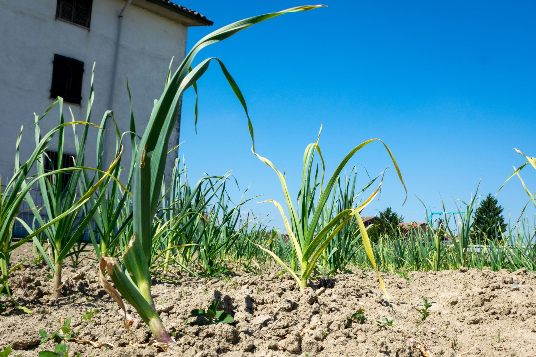 Vibrant garlic plants growing under a clear sky in Castellazzo Bormida, Italy.