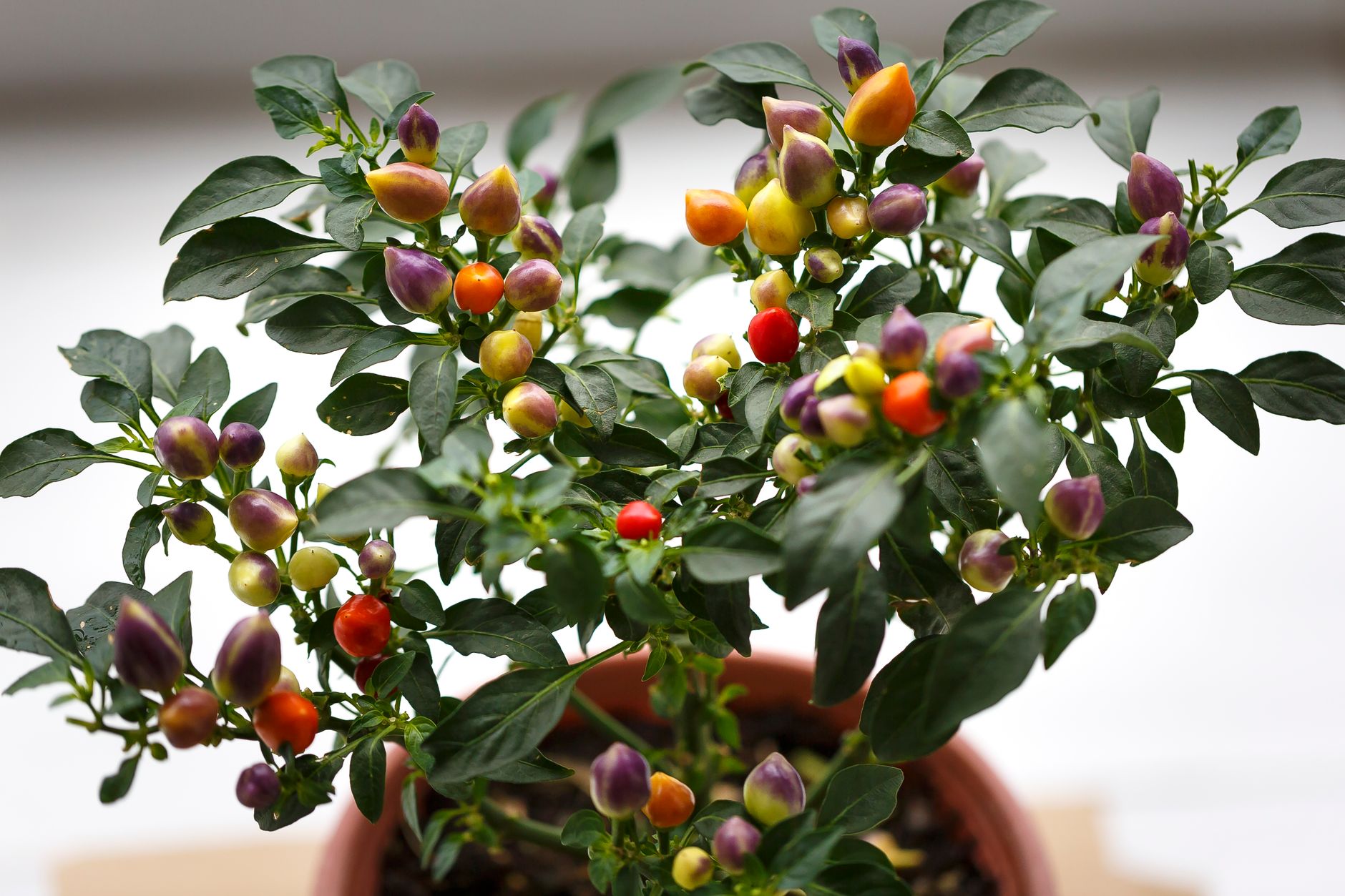 Vibrant potted ornamental pepper plant with multicolored fruits and lush green leaves.
