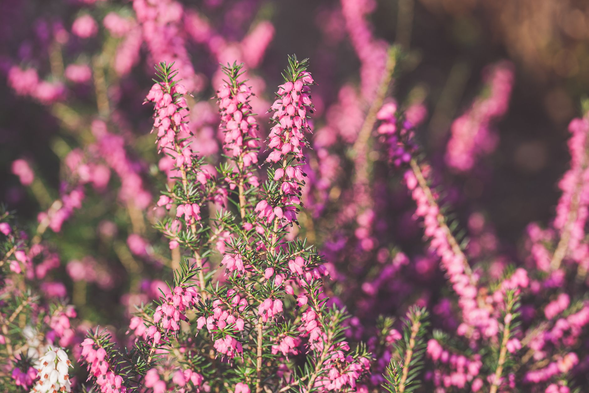 A lush field of vibrant pink winter heath flowers blooming in natural light.