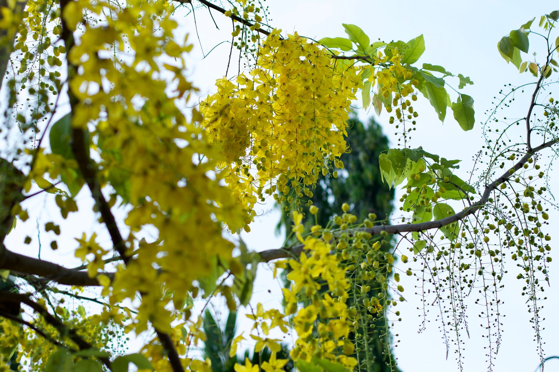 Bright yellow Cassia fistula flowers in full bloom with green leaves against a clear blue sky.