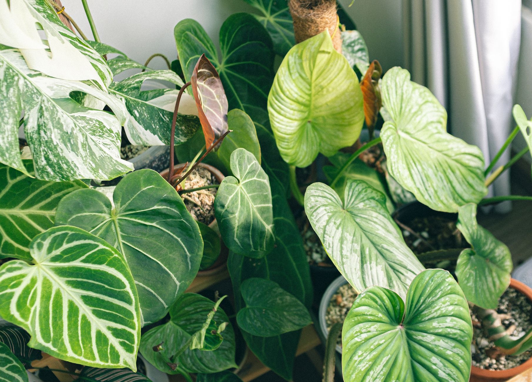 Close-up of lush green potted anthurium and philodendron plants indoors, showcasing diverse leaf shapes and textures.