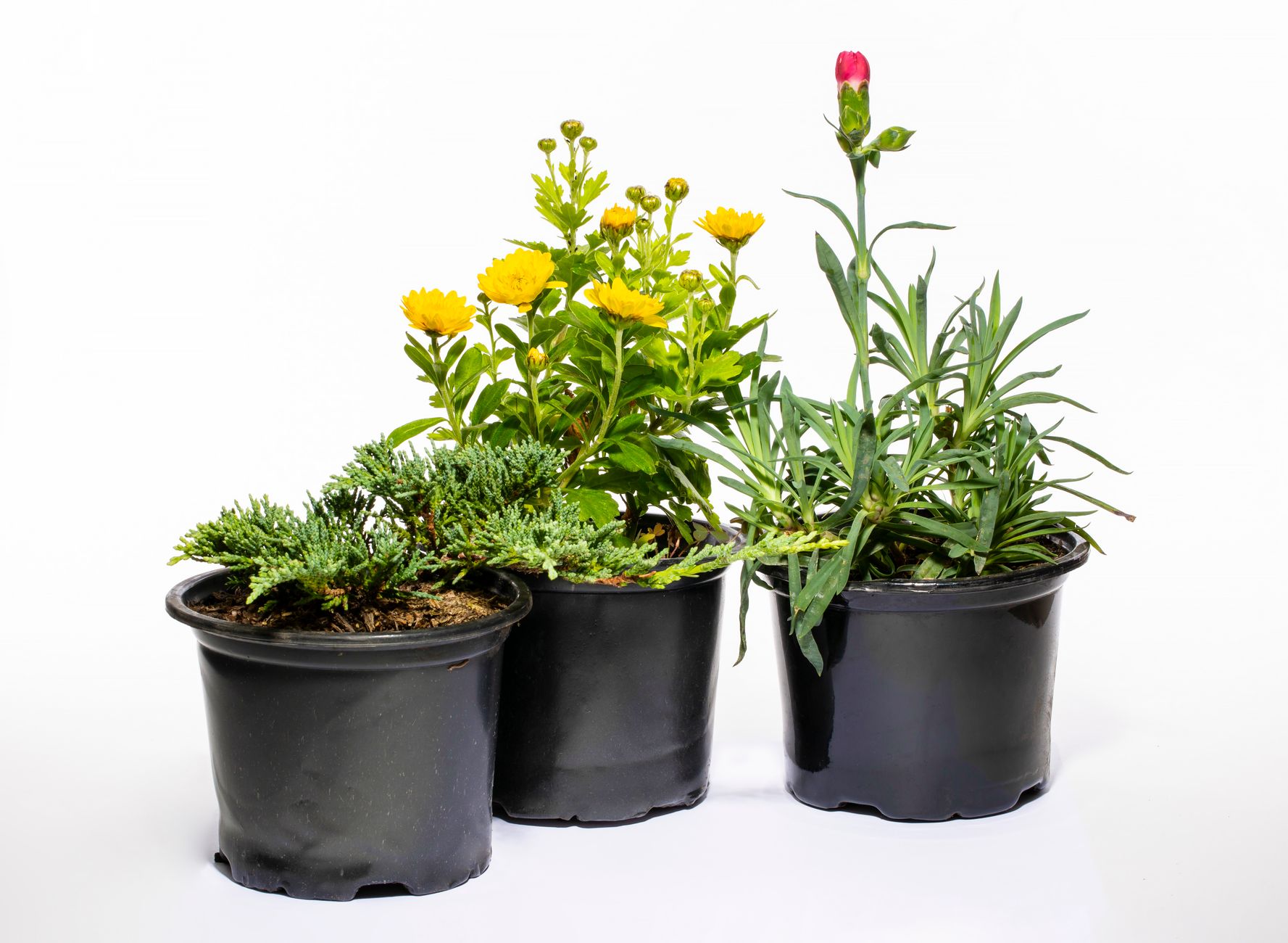 Three potted plants showcasing diverse foliage and vibrant flowers with ample copy space.