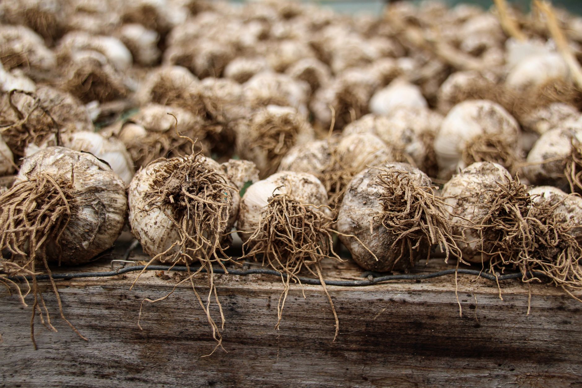 Close-up of freshly harvested garlic bulbs drying on wooden surface, showcasing organic roots.