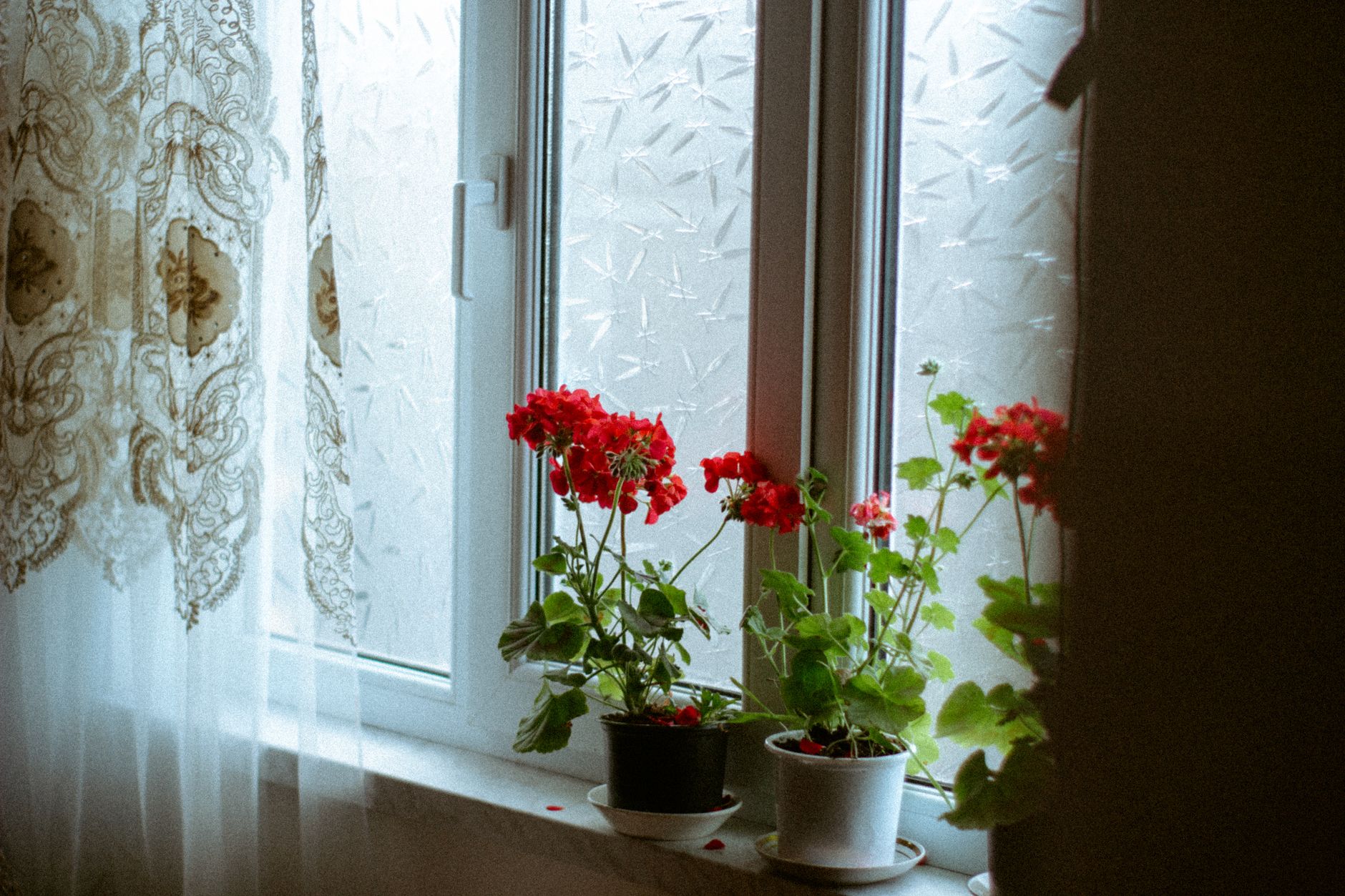 Potted red geraniums on a window sill with vintage lace curtains, creating a serene indoor atmosphere.