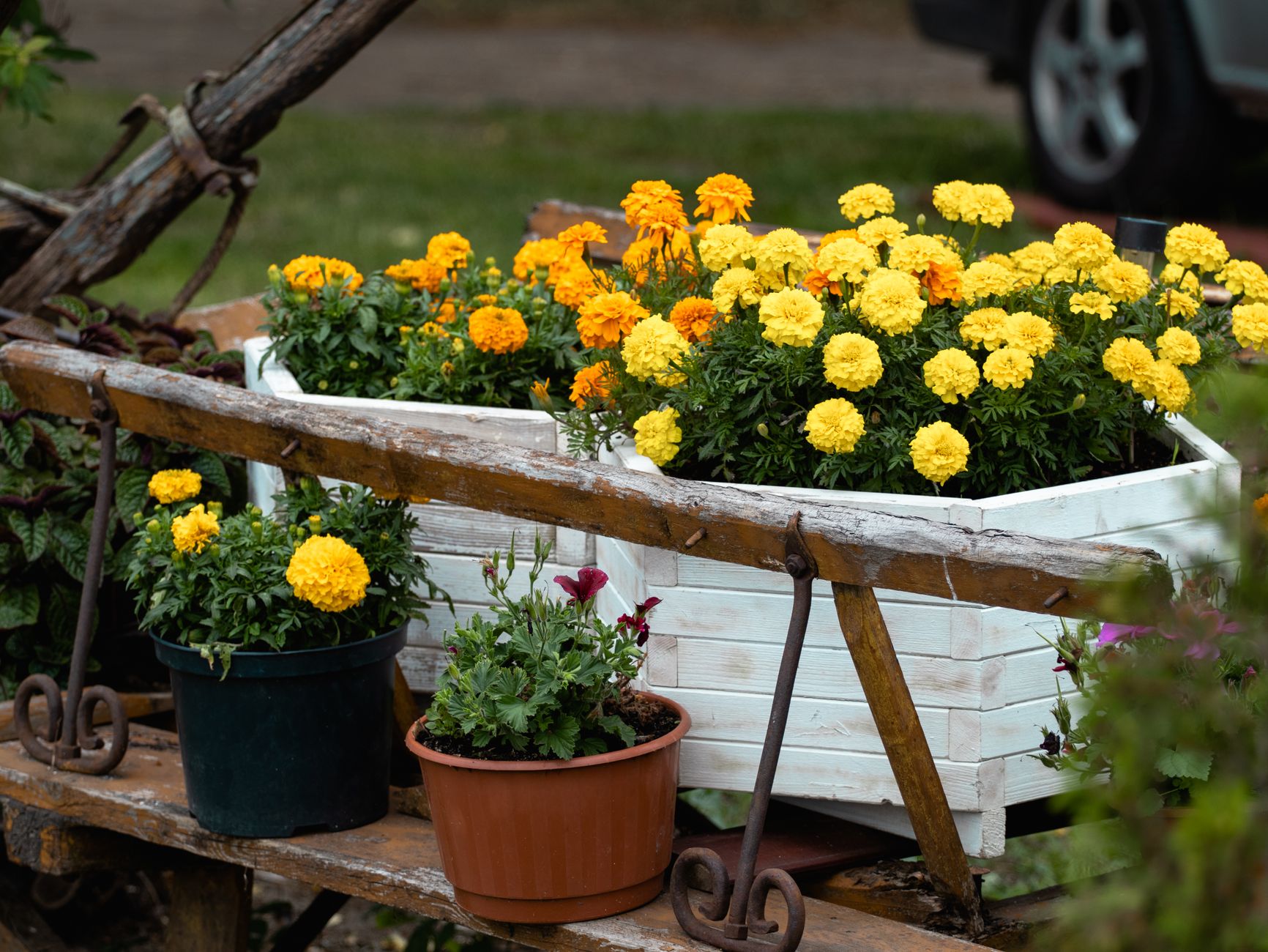 A charming display of yellow and orange marigolds in rustic, outdoor planters, creating a lively garden scene.