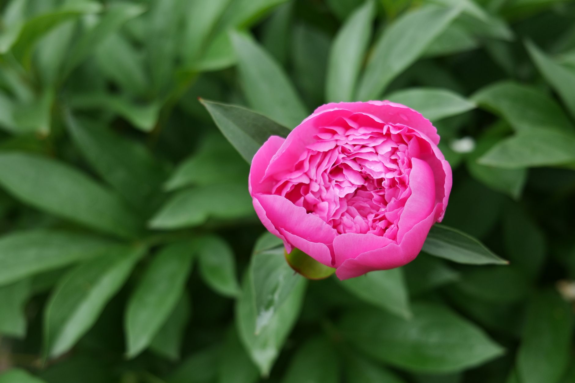 A vivid pink peony bloom surrounded by lush green leaves, showcasing natural beauty and elegance.