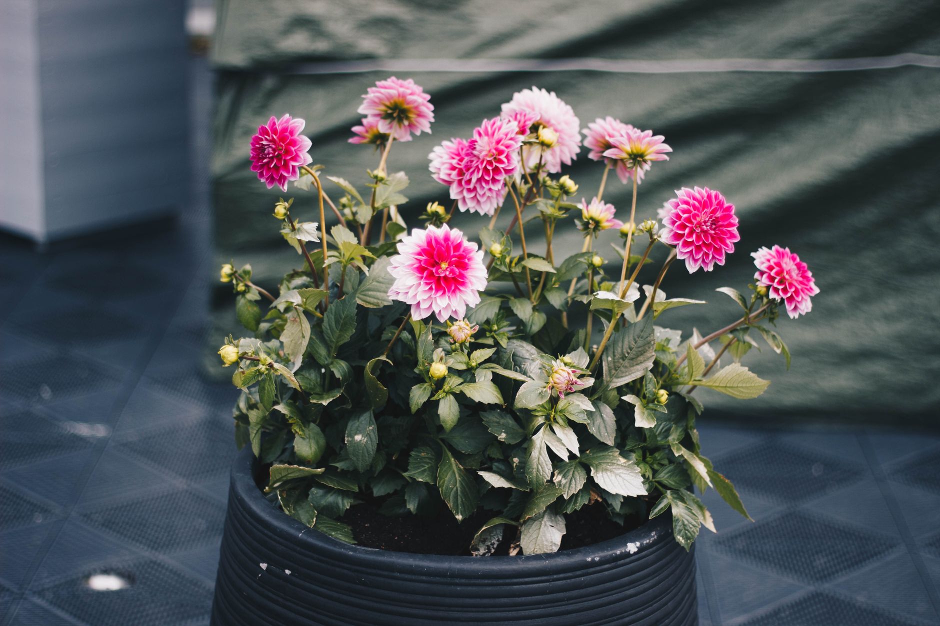 Beautiful pink dahlias in a black planter add a splash of color and charm to any garden space.