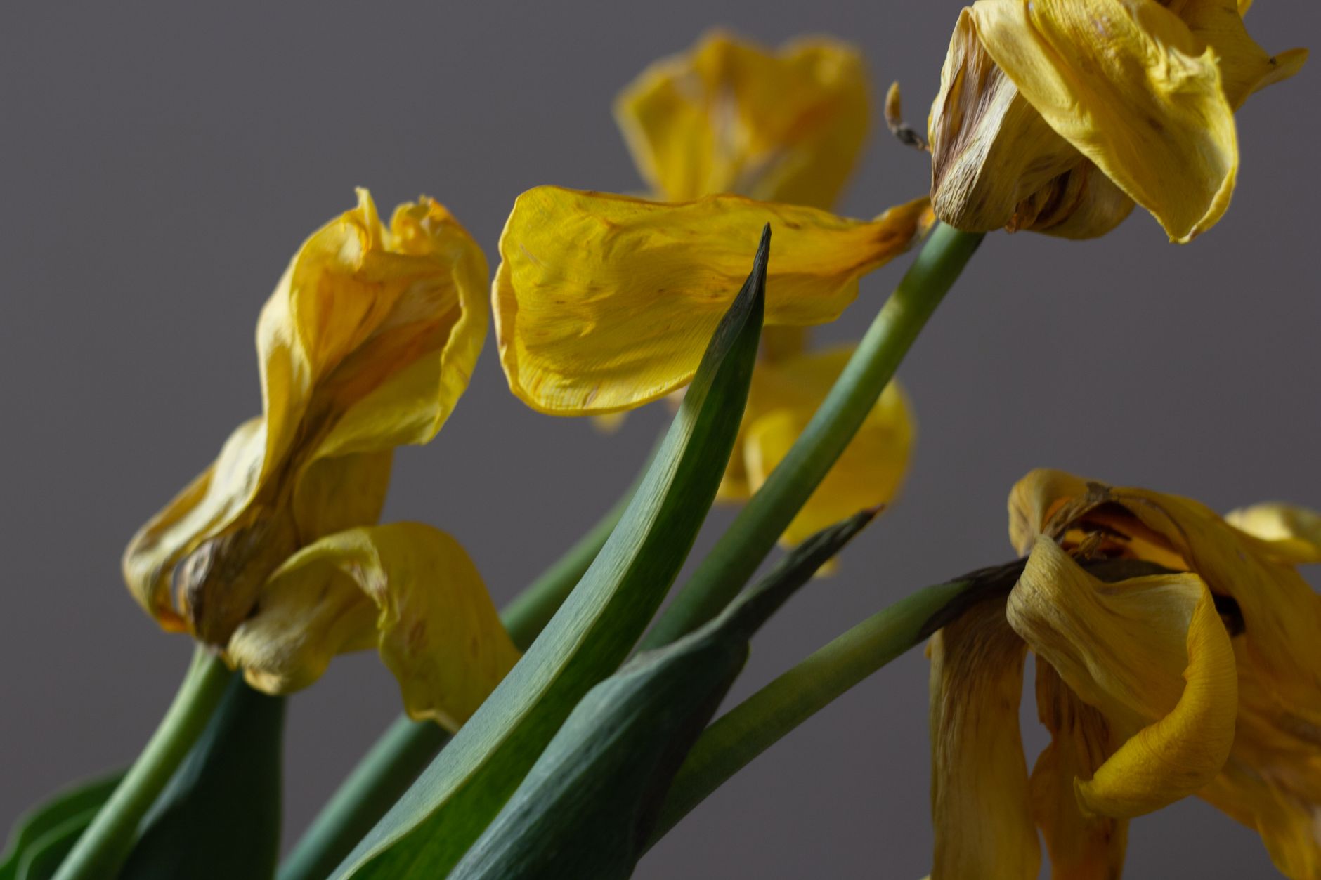 Close-up of wilted yellow tulips against a gray background, showcasing the beauty of decay.
