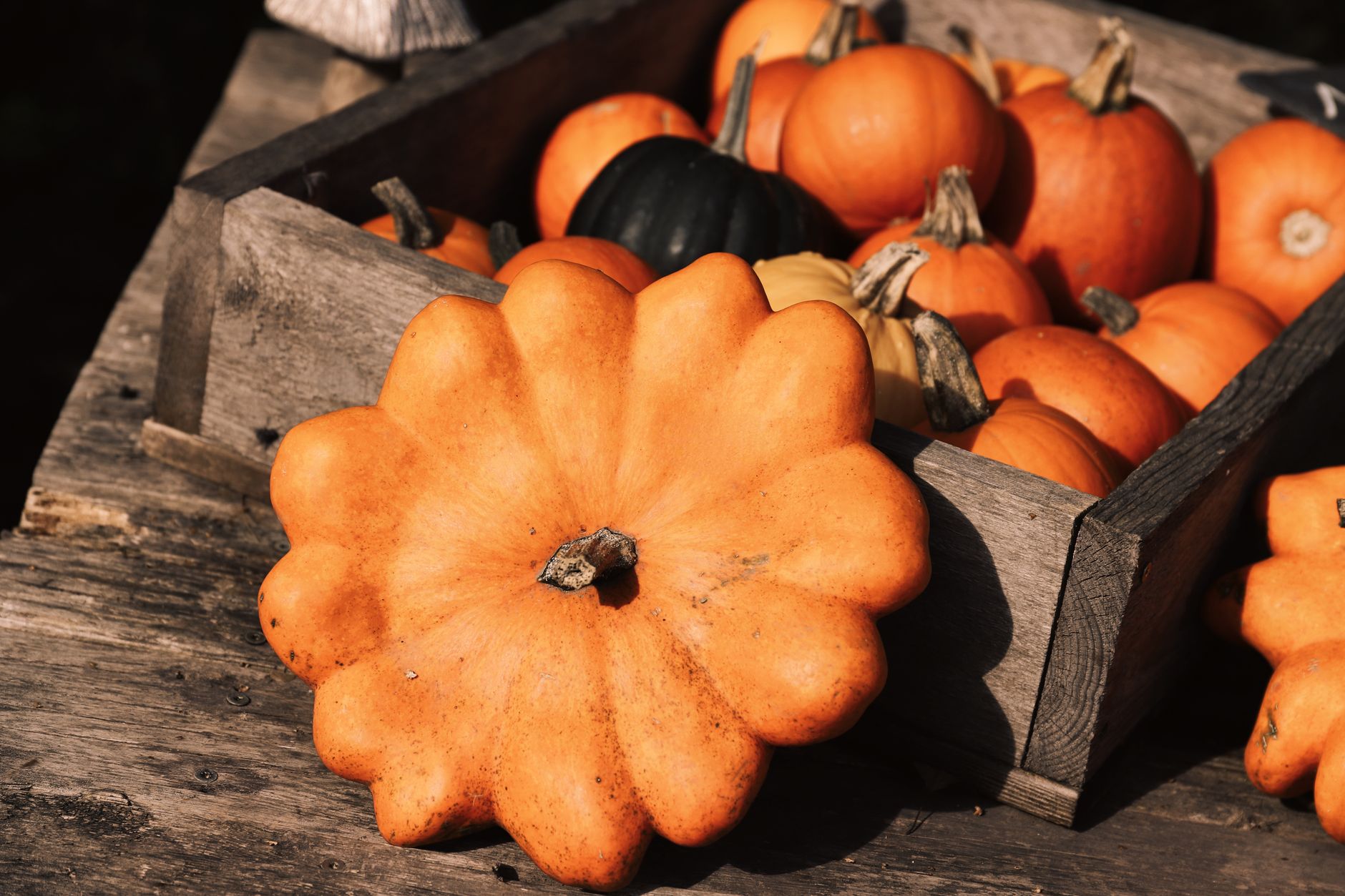 A collection of pumpkins and gourds in a wooden crate, embodying an autumn harvest vibe.