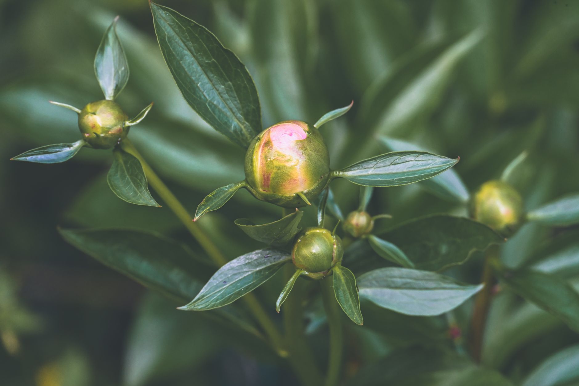 A detailed macro shot of peony buds surrounded by lush green leaves, capturing nature's anticipation.
