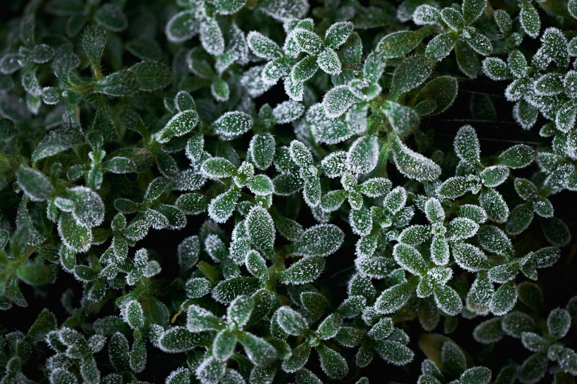 Close-up of frosted green leaves covered with frozen dewdrops, Réding, France.