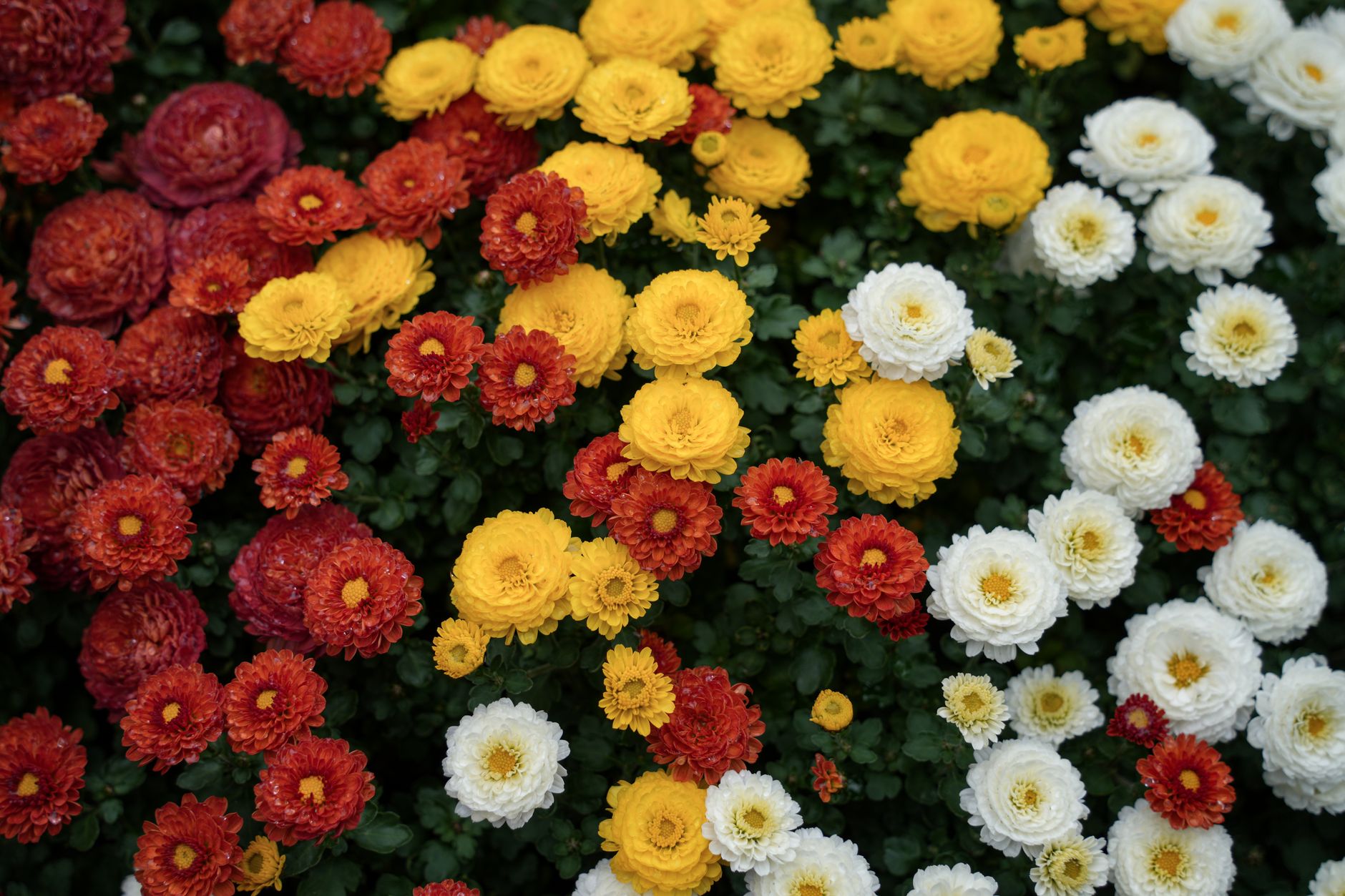A colorful display of red, yellow, and white chrysanthemums in full bloom, creating a vivid floral mosaic.