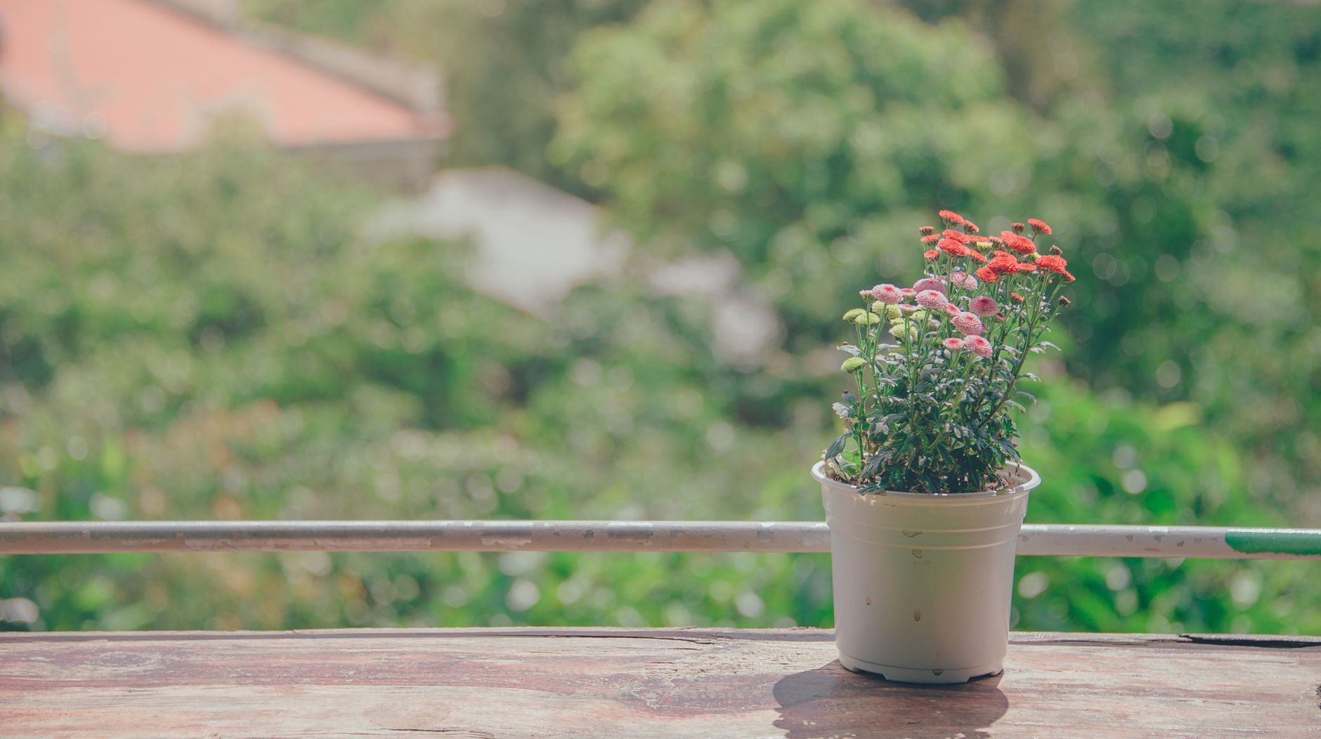 Vibrant potted flowers bask in sunlight against a blurred garden backdrop.