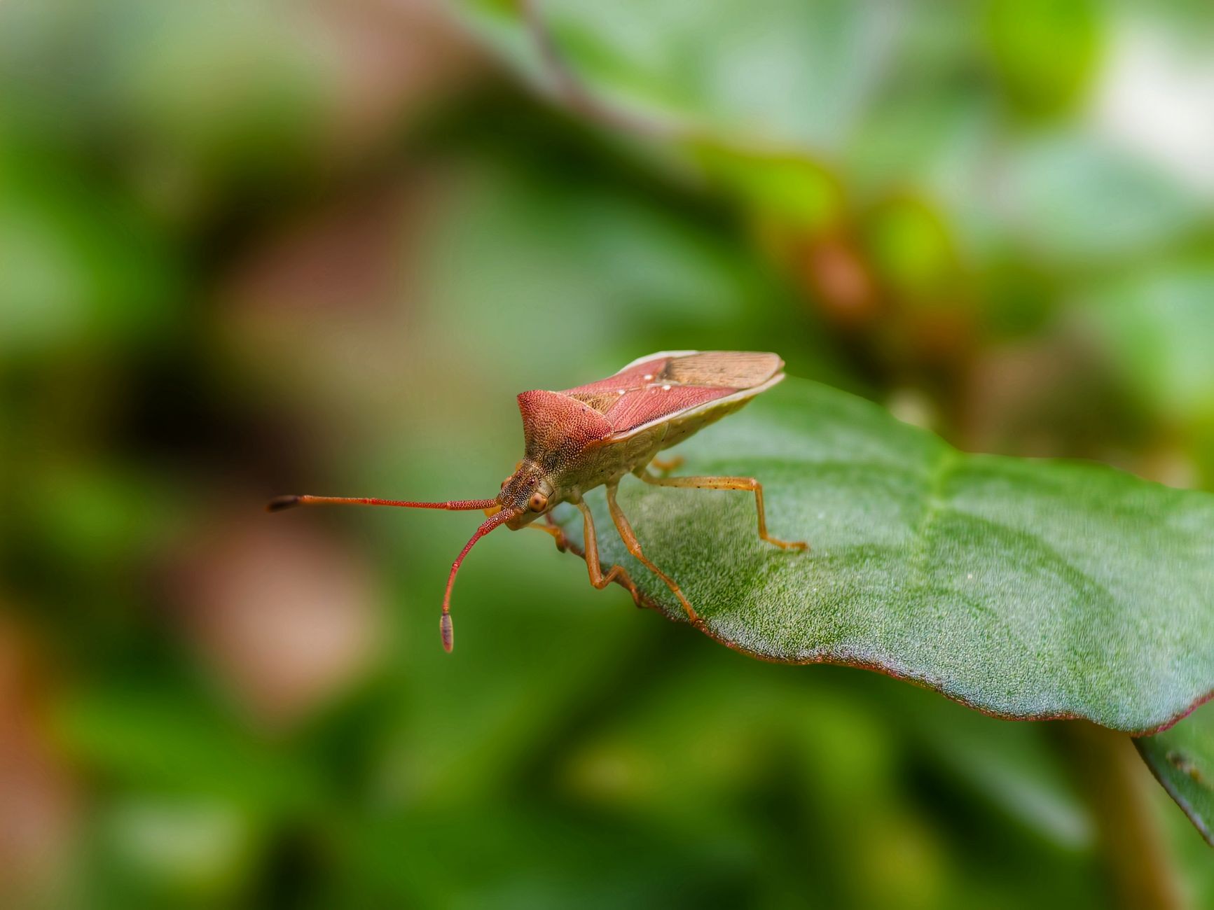 Close-up view of a shield bug on a green leaf, showcasing detailed textures.