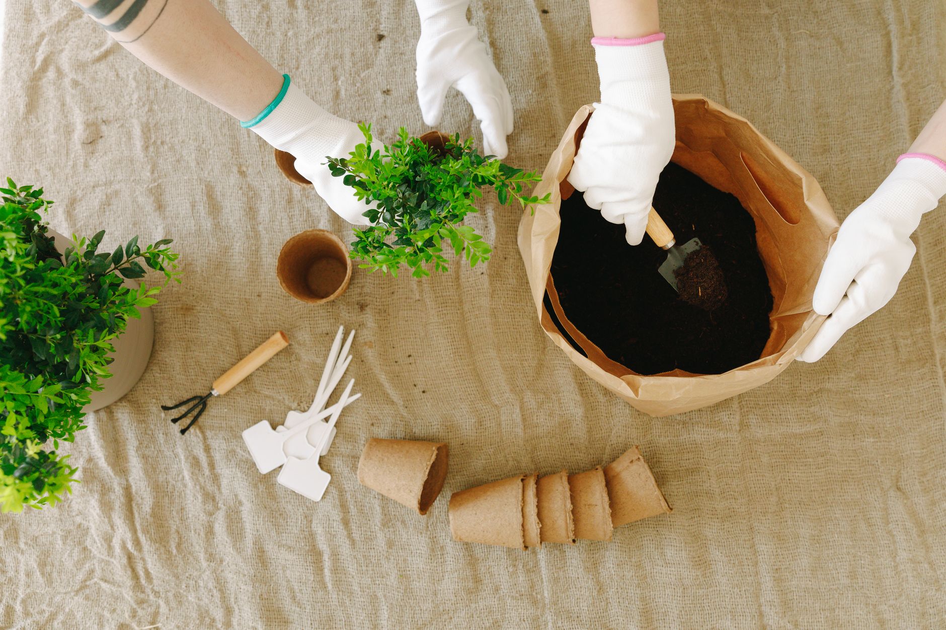 Top view of two people planting green bushes into paper bags using gardening tools.