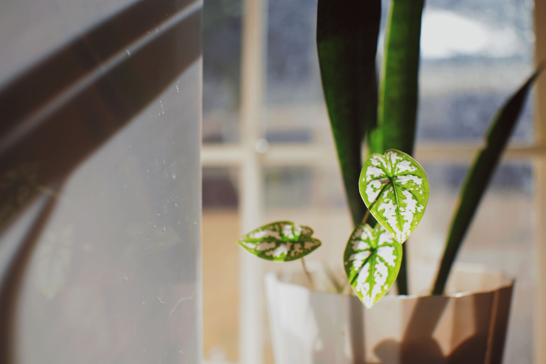 Plant with green leaves growing in white pot on windowsill near glass window and wall in light room at home