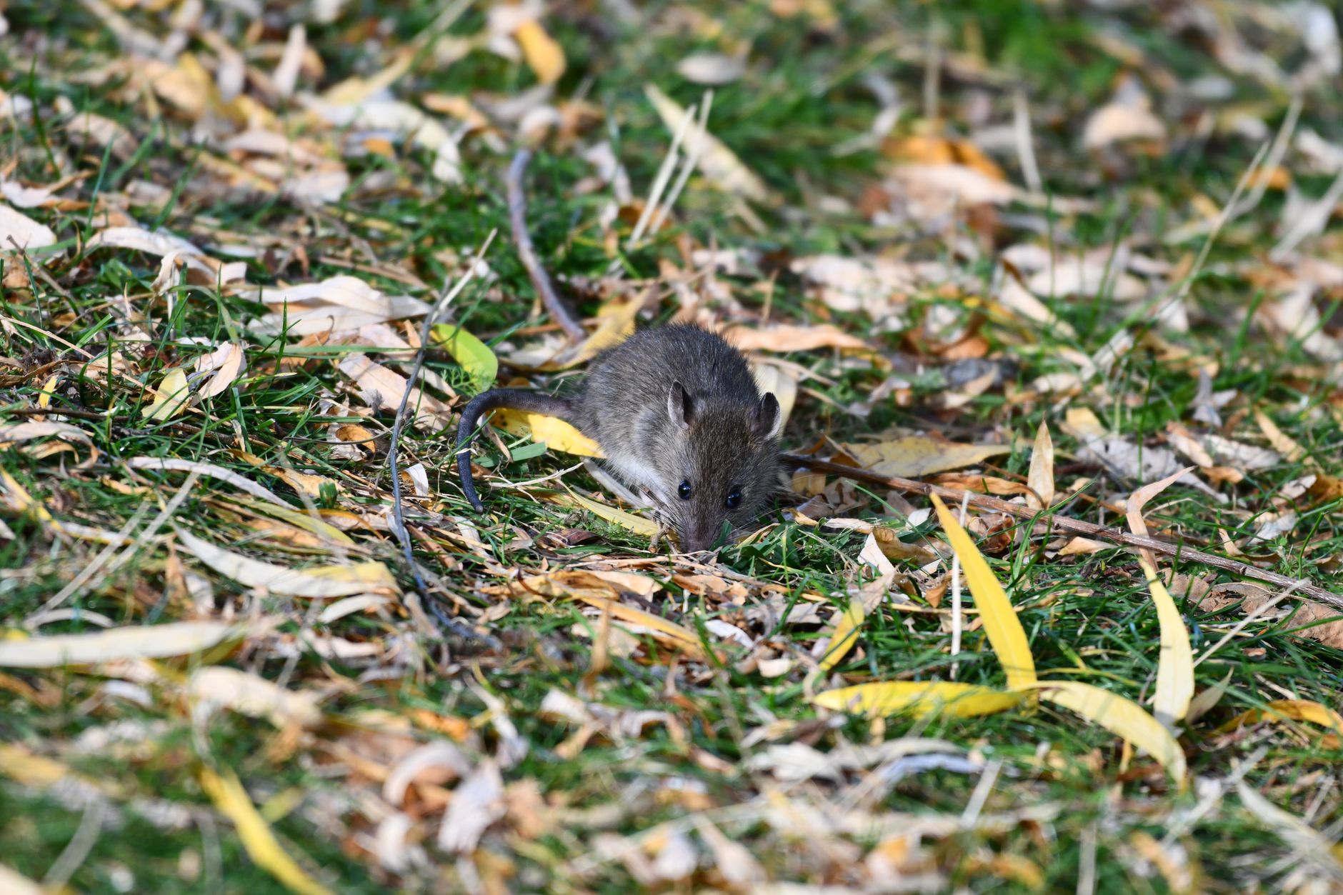 A small rat navigating through fallen autumn leaves on grass, showcasing natural rodent behavior.