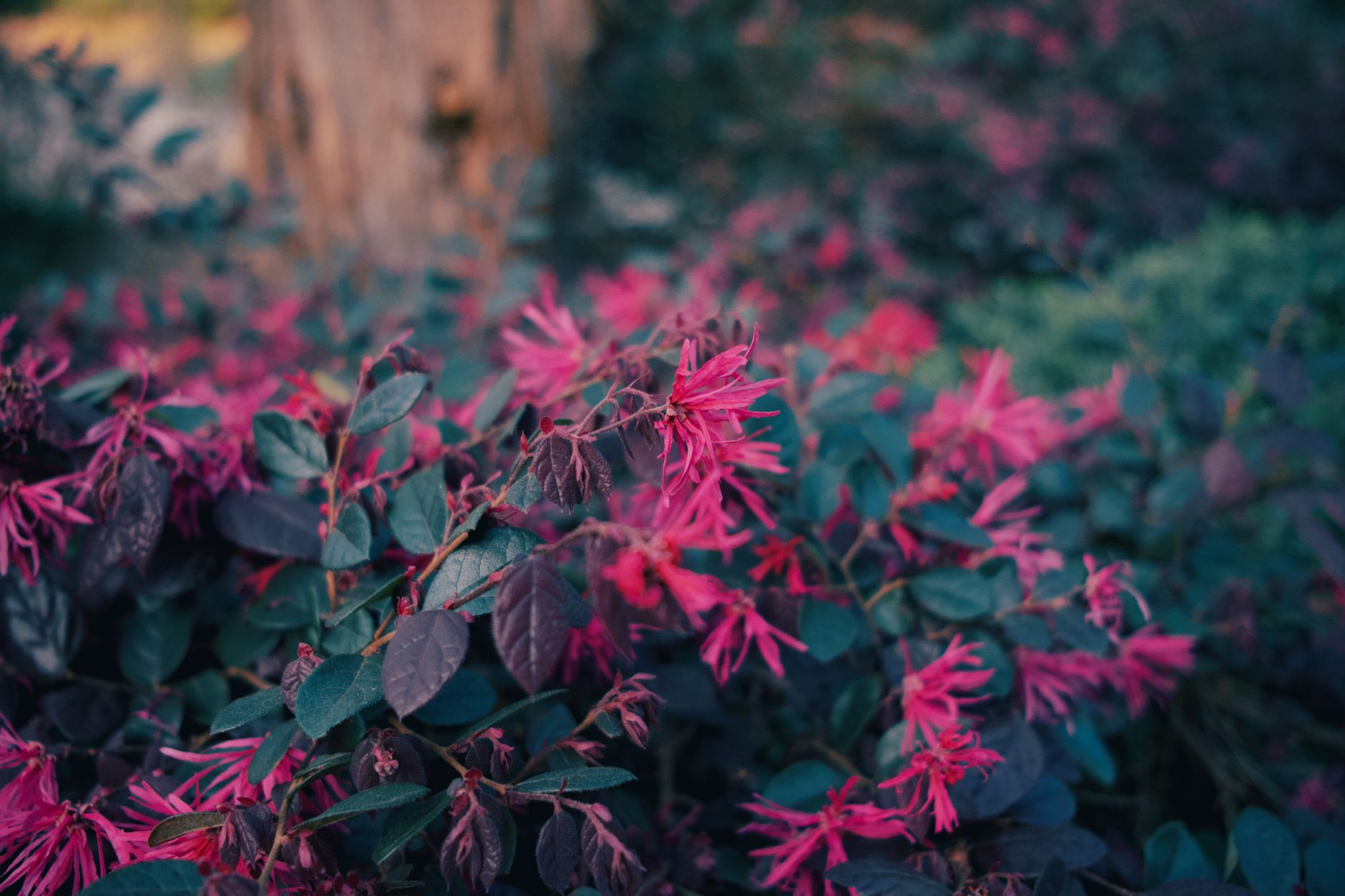 Colorful image of pink blooming Loropetalum shrubs in a lush garden setting.