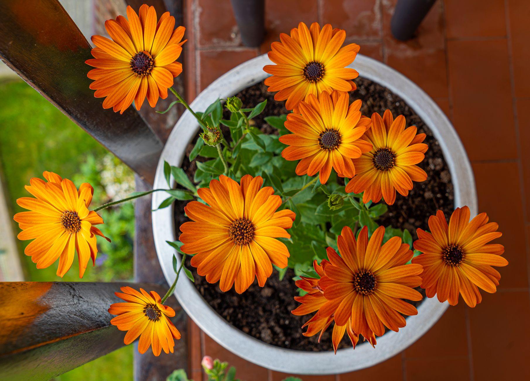 Bright orange African daisies blooming in a pot, captured from above on a sunny day.