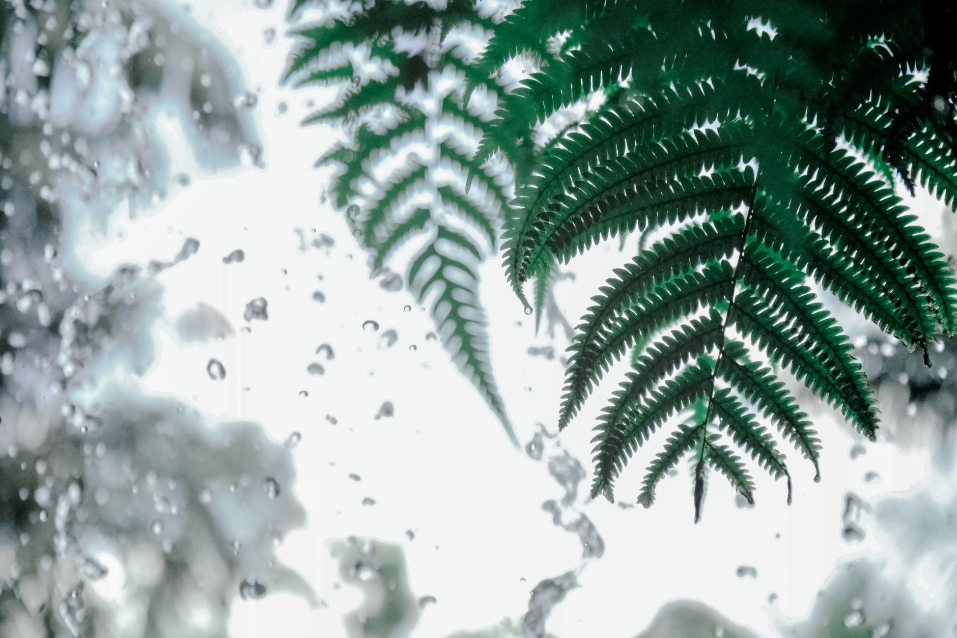 Detailed image of vibrant fern leaves with water droplets, creating a fresh and natural atmosphere.