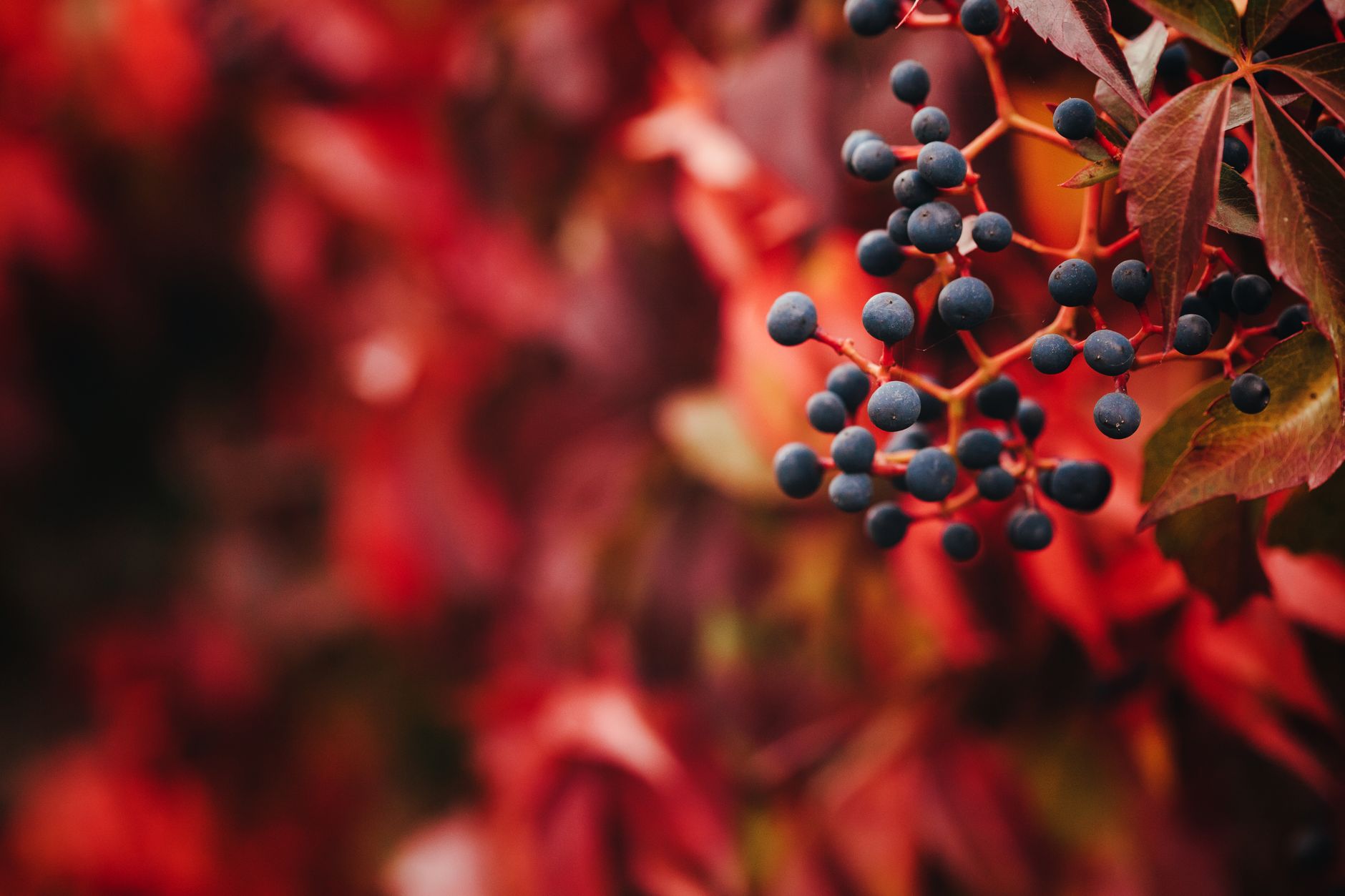 Close-up of blue berries on red autumn leaves, showcasing fall colors.