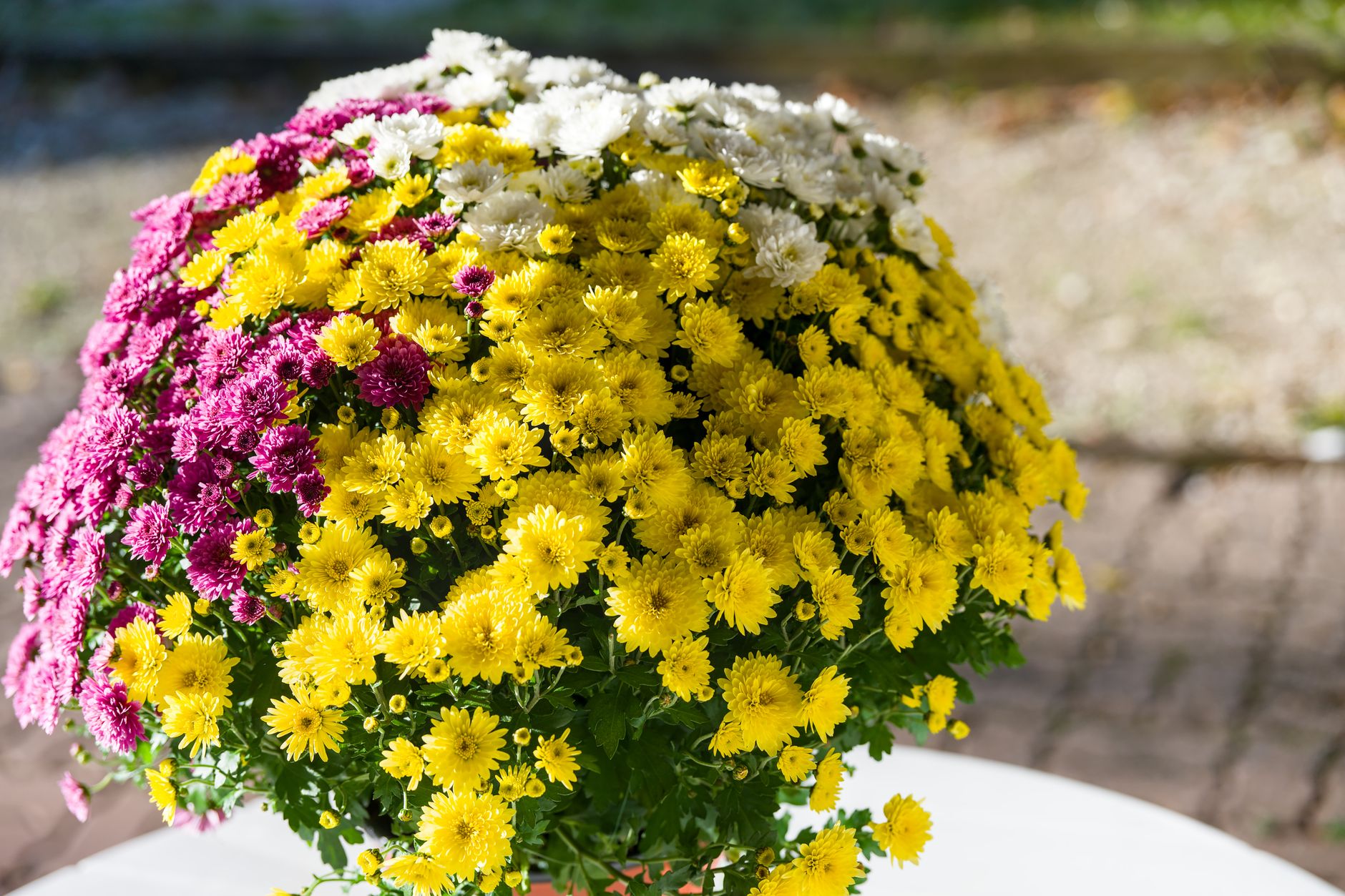 Colorful chrysanthemum flowers in full bloom outdoors, showcasing vibrant yellow, pink, and white hues.